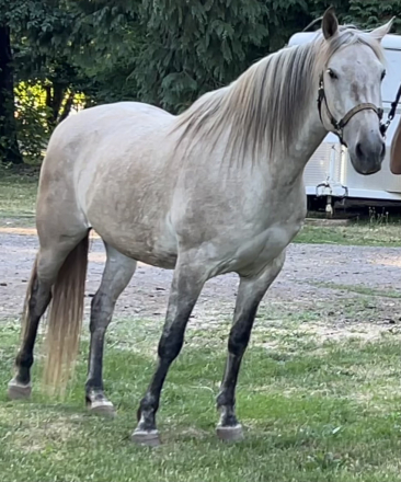 HorseID: 2316528 Åska - PhotoID: 1103118