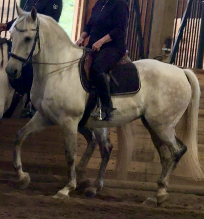 HorseID: 2316528 Åska - PhotoID: 1103119
