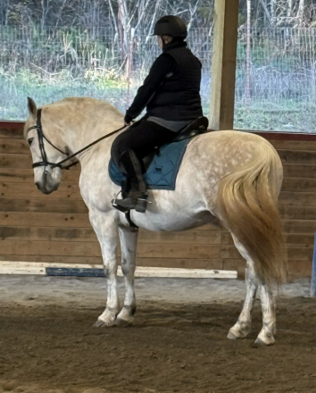 HorseID: 2316528 Åska - PhotoID: 1103120