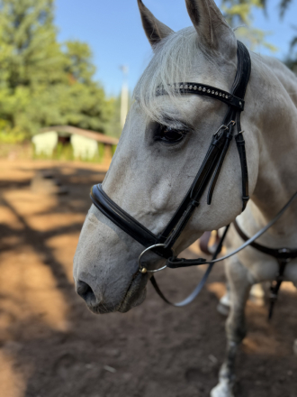 HorseID: 2316528 Åska - PhotoID: 1103121