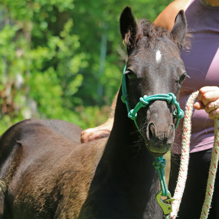 HorseID: 2316529 OYY Love Me Tender - PhotoID: 1103035