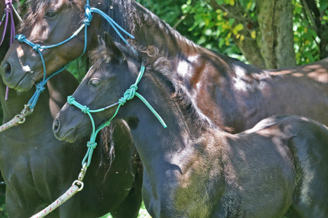 HorseID: 2316529 OYY Love Me Tender - PhotoID: 1103036