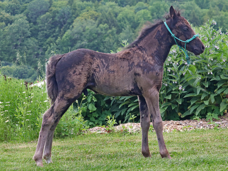 HorseID: 2316529 OYY Love Me Tender - PhotoID: 1103037