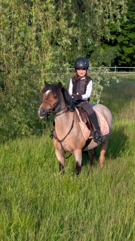 HorseID: 2316533 Picasso - PhotoID: 1103038