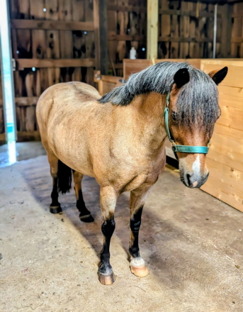 HorseID: 2316533 Picasso - PhotoID: 1103138