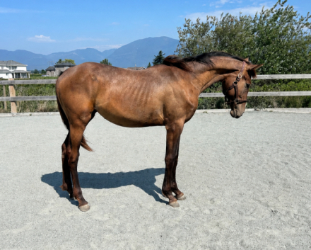 HorseID: 2316535 Leia - PhotoID: 1103039