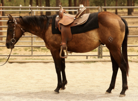 HorseID: 2316539 DXH Impress Paradise - PhotoID: 1103301