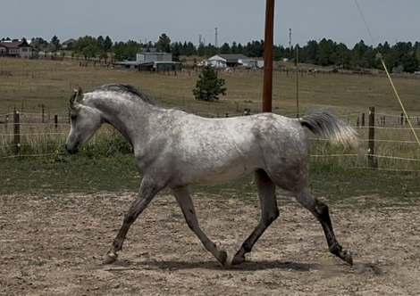 HorseID: 2316544 hawkiins - PhotoID: 1103063