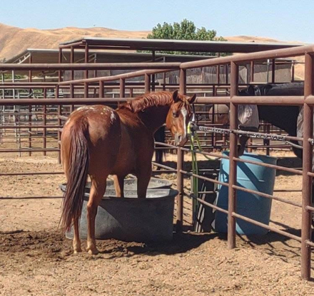 HorseID: 2316551 Cajun Temptation - PhotoID: 1103054