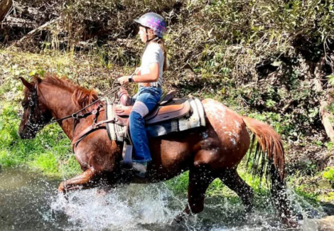 HorseID: 2316551 Cajun Temptation - PhotoID: 1103055