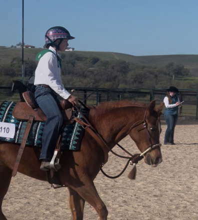 HorseID: 2316551 Cajun Temptation - PhotoID: 1103057