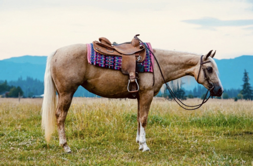 HorseID: 2316552 LITTLE TRICKSTA - PhotoID: 1103045
