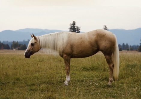 HorseID: 2316552 LITTLE TRICKSTA - PhotoID: 1103046
