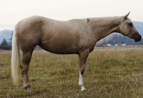HorseID: 2316552 LITTLE TRICKSTA - PhotoID: 1103047