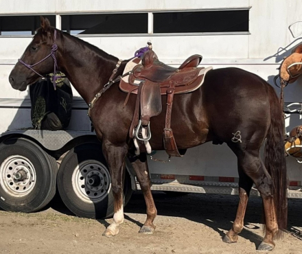 HorseID: 2316553 SIX MOONS WRANGLER - PhotoID: 1103058