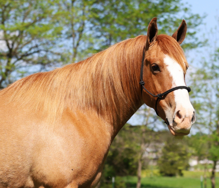 HorseID: 2316557 Patty - PhotoID: 1103066