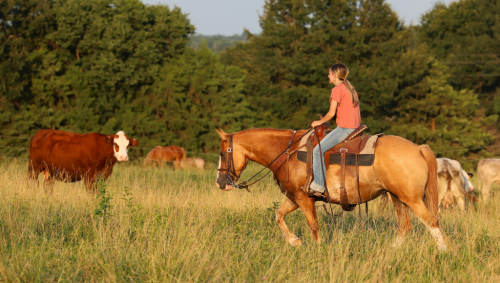HorseID: 2316557 Patty - PhotoID: 1103067