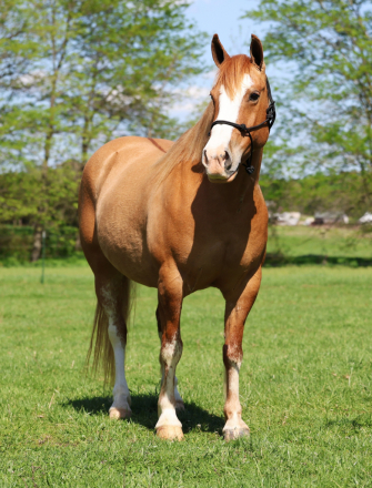 HorseID: 2316557 Patty - PhotoID: 1103070