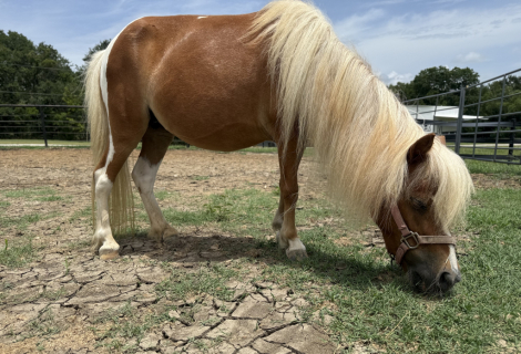 HorseID: 2316561 Stellas (NX3 Desperado Excad) - PhotoID: 1103071