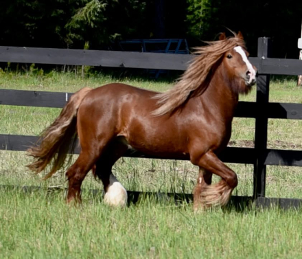 HorseID: 2316566 Titan - PhotoID: 1103074