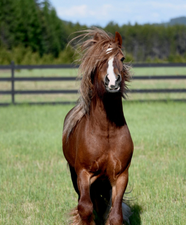 HorseID: 2316566 Titan - PhotoID: 1103075