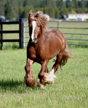 HorseID: 2316566 Titan - PhotoID: 1103076