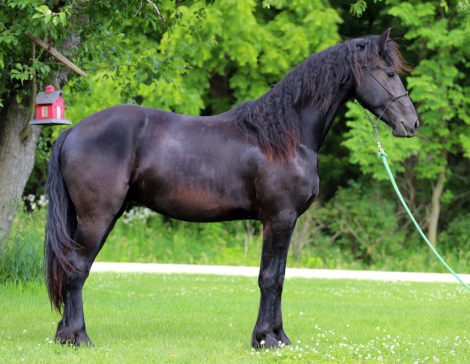 HorseID: 2316568 Smoketown Valen - PhotoID: 1103078