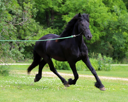 HorseID: 2316568 Smoketown Valen - PhotoID: 1103079