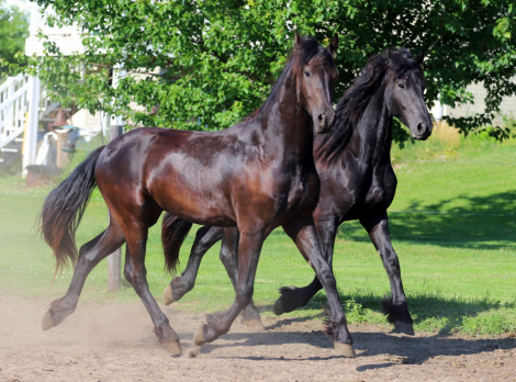 HorseID: 2316568 Smoketown Valen - PhotoID: 1103080