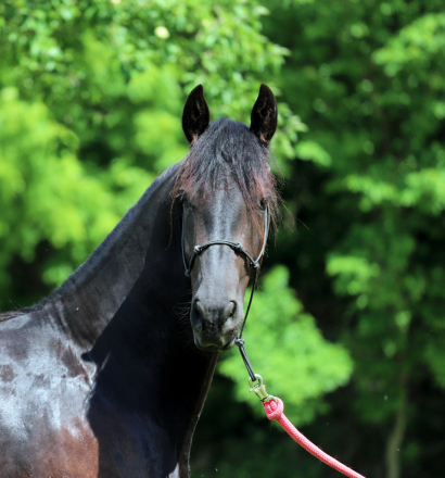 HorseID: 2316569 Smoketown Sef - PhotoID: 1103082