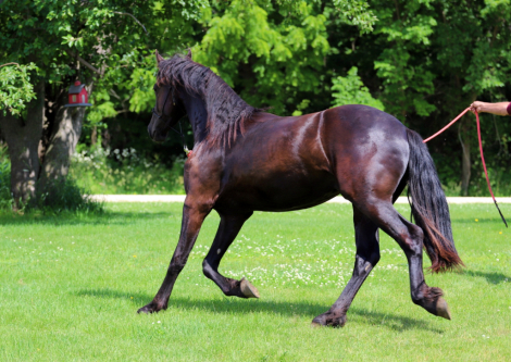 HorseID: 2316569 Smoketown Sef - PhotoID: 1103083