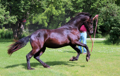 HorseID: 2316569 Smoketown Sef - PhotoID: 1103084