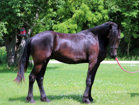 HorseID: 2316569 Smoketown Sef - PhotoID: 1103085