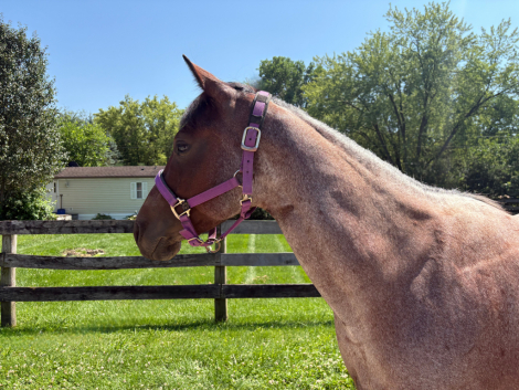 HorseID: 2316571 Cinnamon Frost Drift - PhotoID: 1103089
