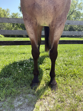 HorseID: 2316571 Cinnamon Frost Drift - PhotoID: 1103090