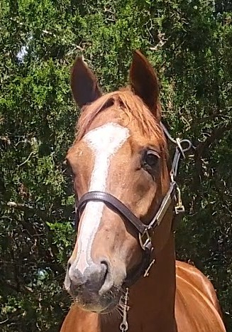 HorseID: 2316576 Complete effort - PhotoID: 1103096