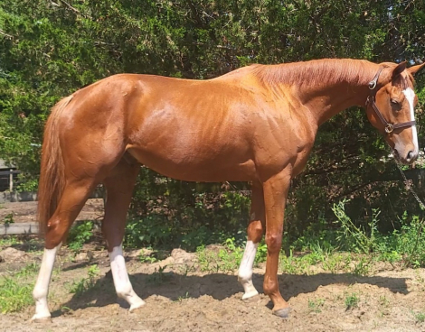 HorseID: 2316576 Complete effort - PhotoID: 1103097