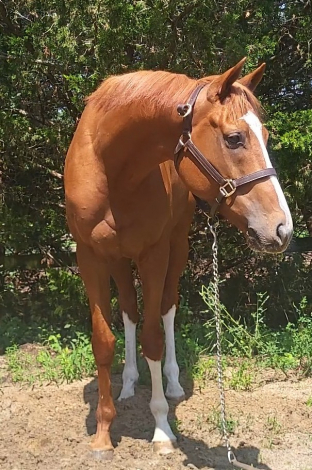 HorseID: 2316576 Complete effort - PhotoID: 1103098