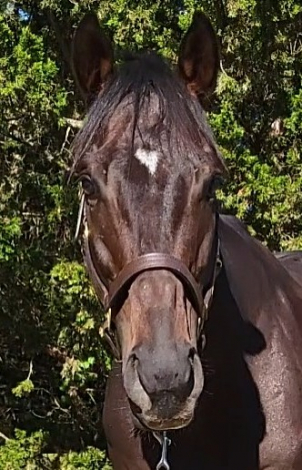 HorseID: 2316579 Irwani - PhotoID: 1103101