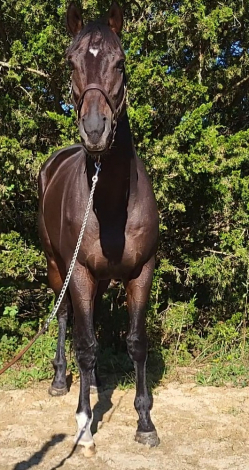 HorseID: 2316579 Irwani - PhotoID: 1103102