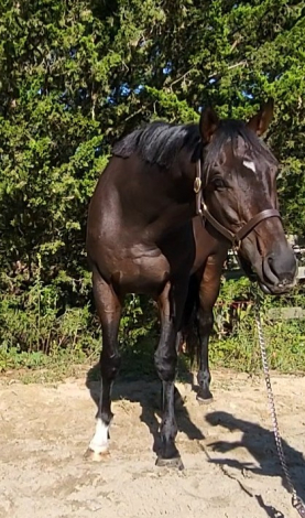 HorseID: 2316579 Irwani - PhotoID: 1103103