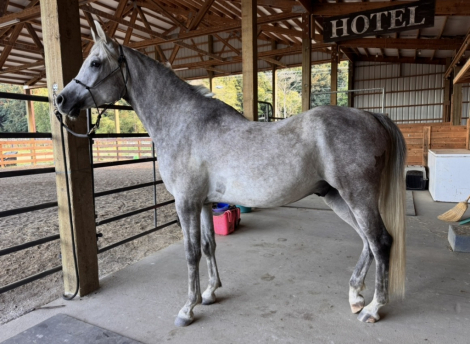HorseID: 2316580 Phoenix Flight - PhotoID: 1103105