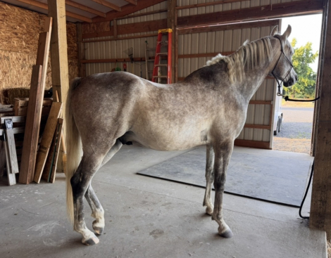 HorseID: 2316580 Phoenix Flight - PhotoID: 1103106