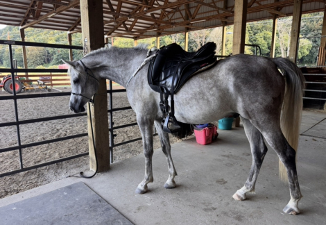 HorseID: 2316580 Phoenix Flight - PhotoID: 1103107