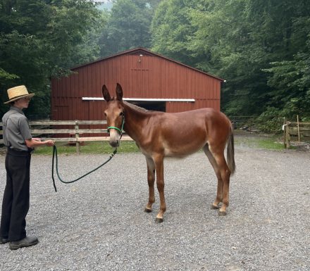 HorseID: 2316583 Silvee - PhotoID: 1103109