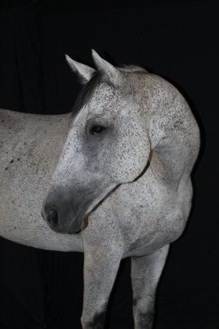 HorseID: 2316585 Dreamer “Hoop Dream” - PhotoID: 1103148