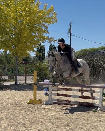 HorseID: 2316585 Dreamer “Hoop Dream” - PhotoID: 1103149