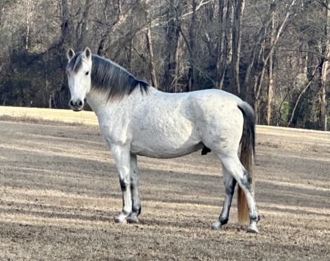 HorseID: 2316587 Gandalf - PhotoID: 1103112