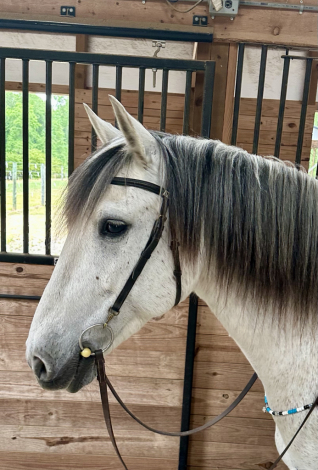 HorseID: 2316587 Gandalf - PhotoID: 1103113
