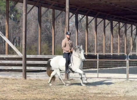 HorseID: 2316587 Gandalf - PhotoID: 1103114